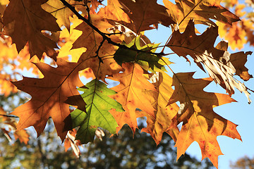 Image showing autumn leaves and blue sky