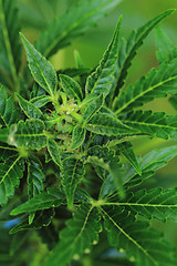 Image showing marijuana plant