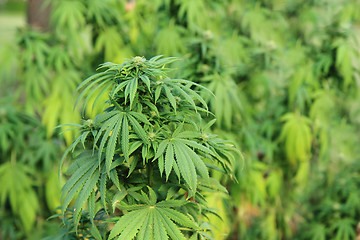 Image showing marijuana plant