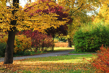 Image showing autumn park 