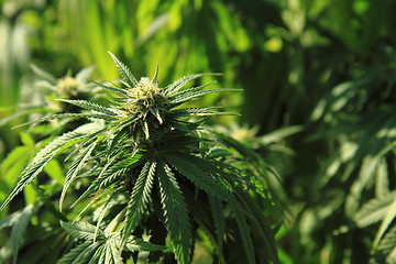 Image showing marijuana plant