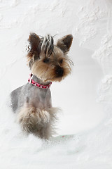 Image showing small yorkie in the winter window