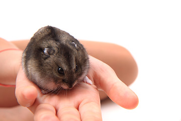 Image showing dzungarian mouse
