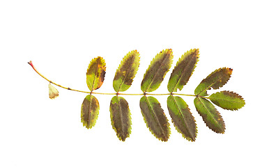 Image showing dry fallen rowan tree leaf