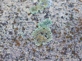 Image showing Moss on stone