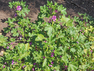 Image showing Purple Malva flower