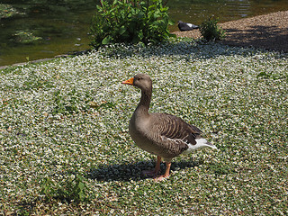 Image showing Duck bird