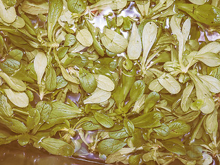 Image showing Retro looking Green salad vegetables