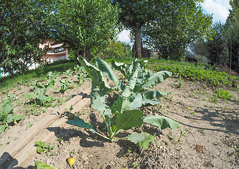 Image showing Vegetable garden