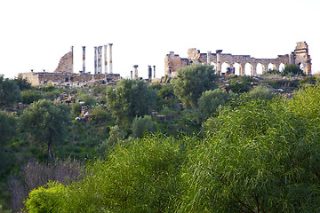 Image showing volubilis in morocco africa the old roman bush