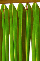 Image showing    abstract  thailand in the light  leaf  