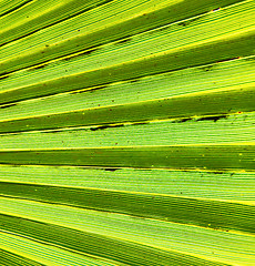 Image showing abstract green leaf in the light and shadow morocco africa