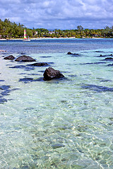 Image showing lagoon  beach seaweed in people