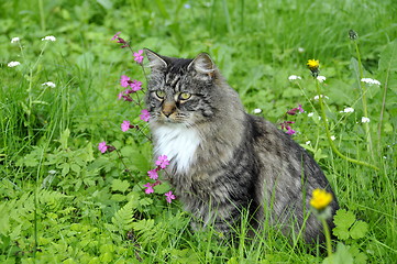 Image showing Forest cat