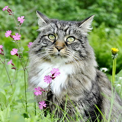 Image showing Forest cat