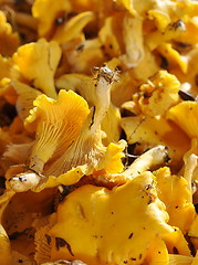 Image showing Chanterelles