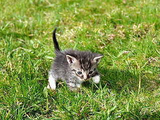 Image showing Kitten outdoor