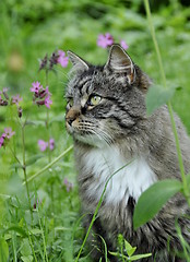 Image showing Forest cat