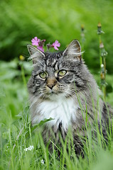 Image showing Forest cat