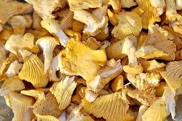 Image showing Chanterelles