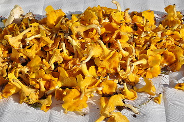 Image showing Chanterelles