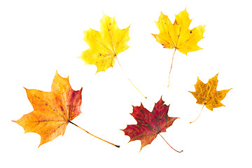 Image showing dry fallen maple leaf