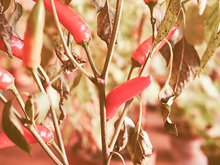 Image showing Retro looking Chili Pepper