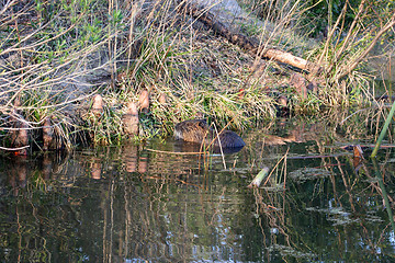 Image showing Beaver