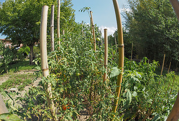 Image showing Vegetable garden