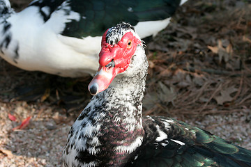 Image showing Ducks Head