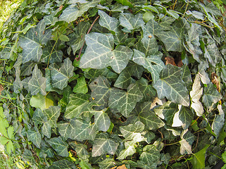 Image showing Green ivy plant background