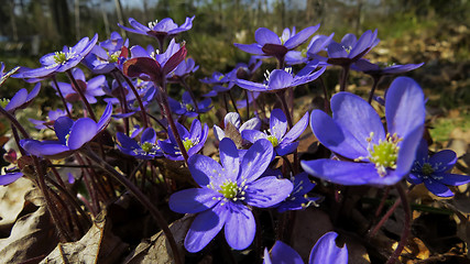 Image showing hepatica nobilis