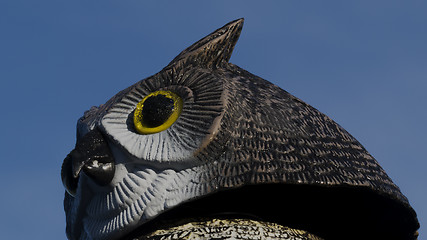 Image showing owl head