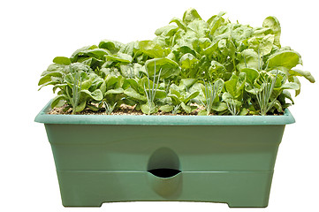 Image showing Container Gardening - Vegetables, isolated