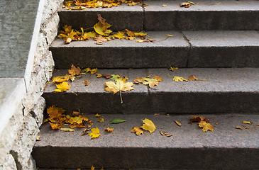 Image showing close up of fallen maple leaves on stone stairs