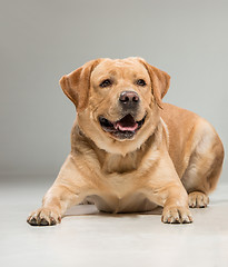 Image showing Labrador sitting in front of gray background