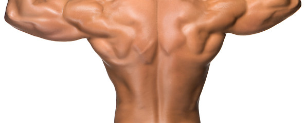 Image showing Attractive male back of body builder on white background