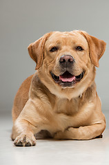 Image showing Labrador sitting in front of gray background