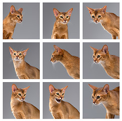Image showing Purebred abyssinian young cat portrait on gray background