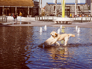 Image showing Retro look Dogs in water