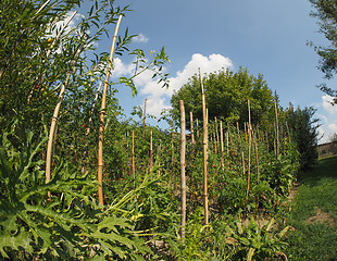 Image showing Vegetable garden