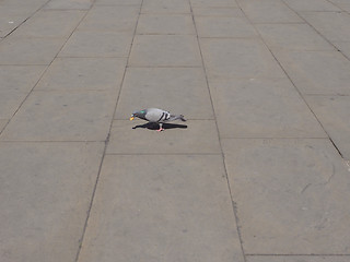 Image showing Pigeon bird