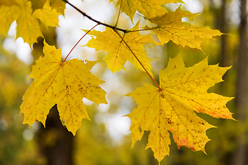 Image showing close up of maple tree leaves on brunch outdoors