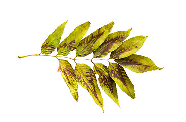 Image showing dry fallen ash tree leaf