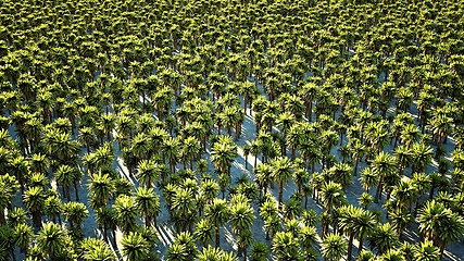 Image showing Thousands date palm trees