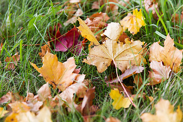 Image showing close up of fallen maple leaves on grass