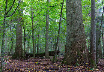 Image showing Old oaks moss wrapped in fall