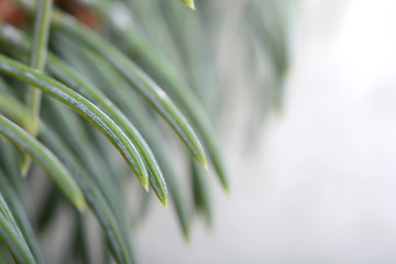 Image showing Close-up of a Christmas tree