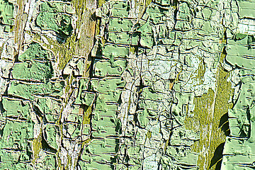 Image showing Old green cracked tree bark texture