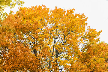 Image showing close up of maple tree outdoors